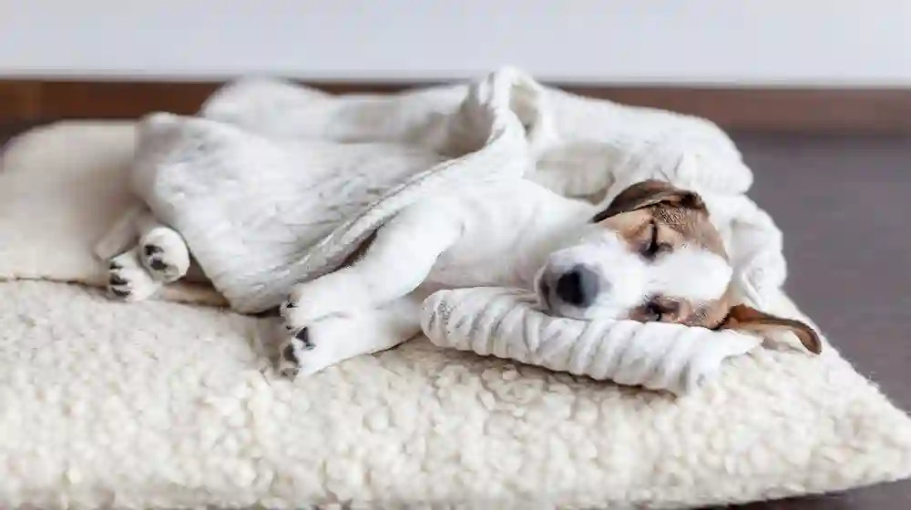 10 Tips for Raising a Happy and Healthy Puppy
