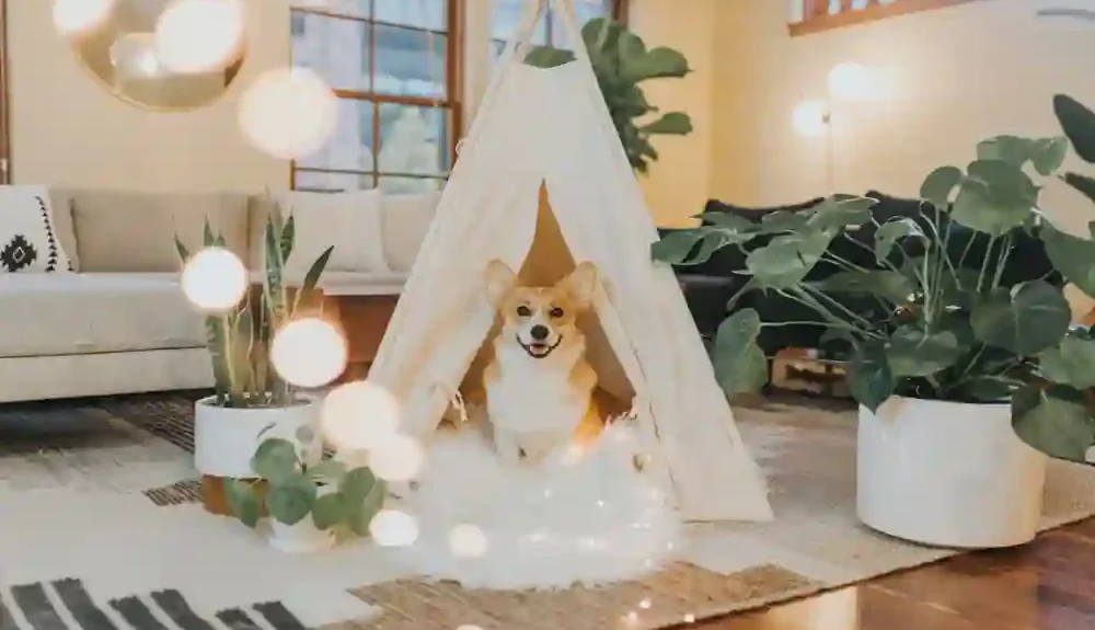 Pet Care Tips, Animal News & Advice for Pet Owners